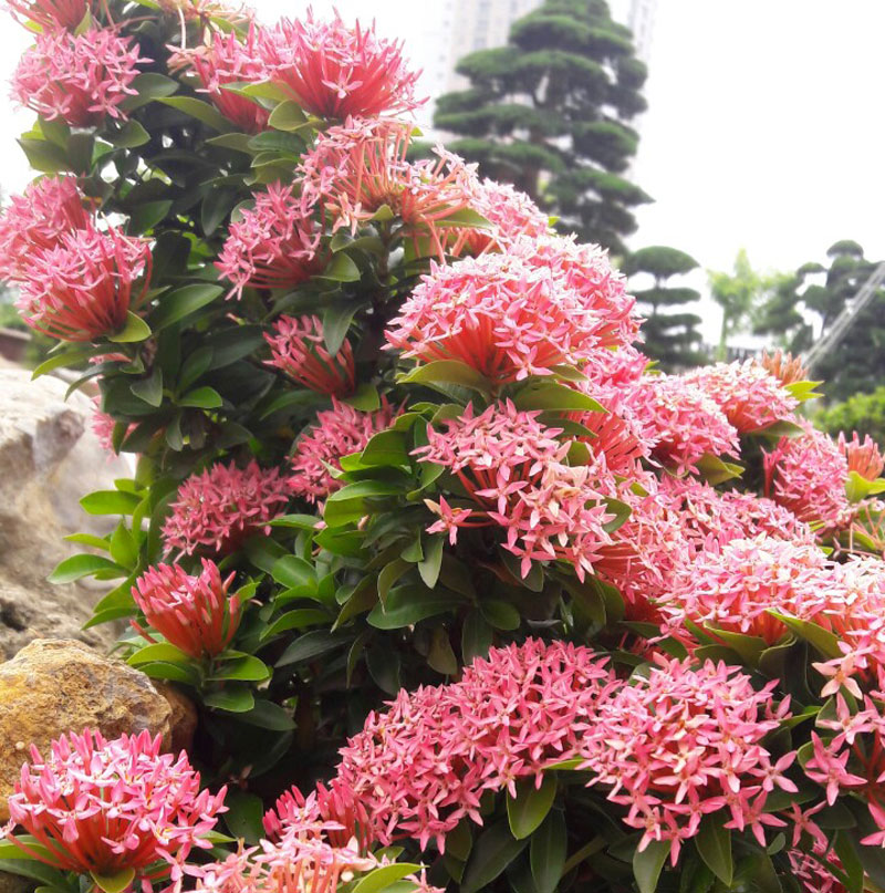 Hoa Mẫu Đơn 2 - Vườn Nhật