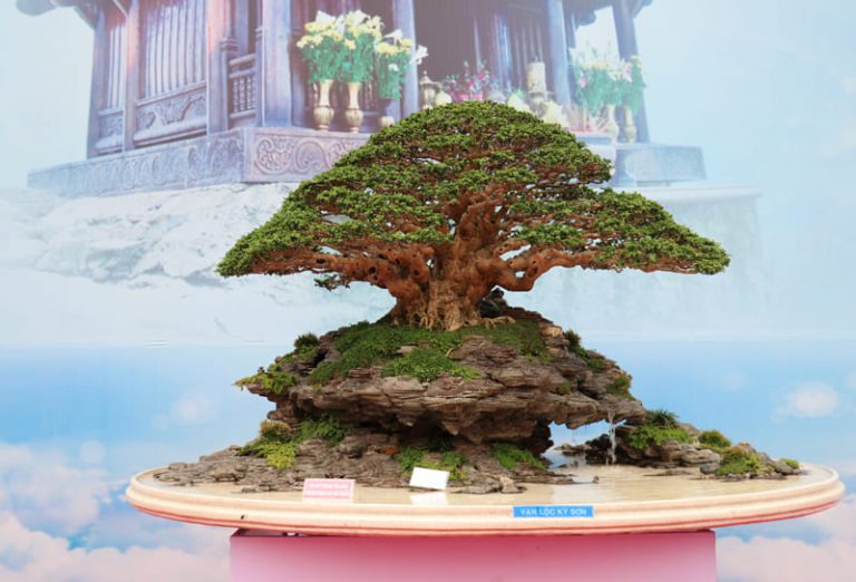 trien lam cay canh nghe thuat bonsai 11