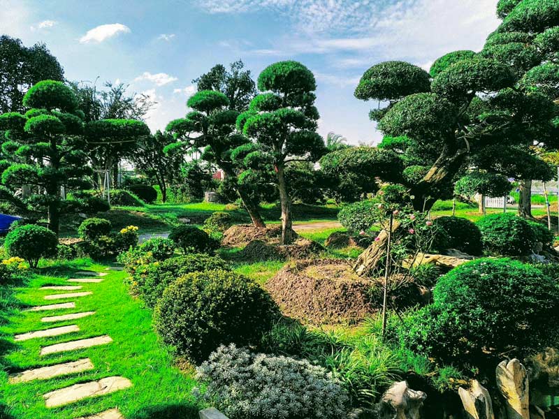 Đơn Vị Cung Cấp Cây Cảnh Nghệ Thuật - Vườn Nhật