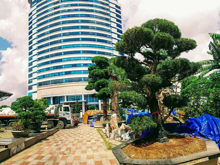 nghe thuat cay canh bonsai nhat ban