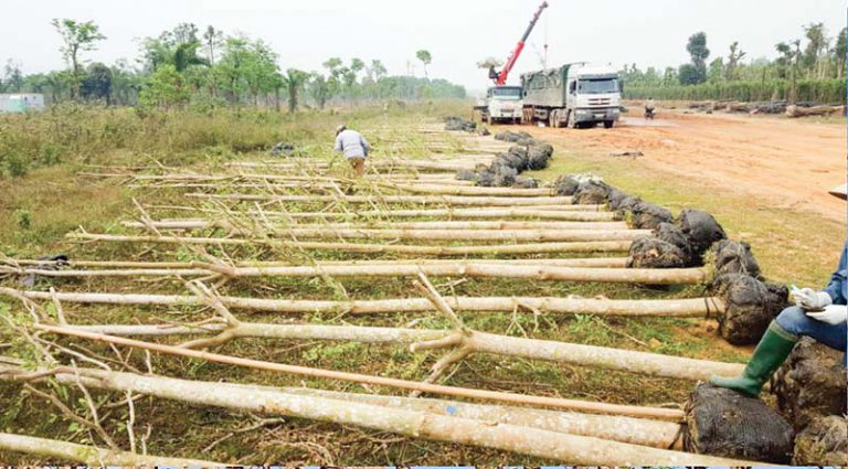 cach trong va cham soc cay bang dai loan 1