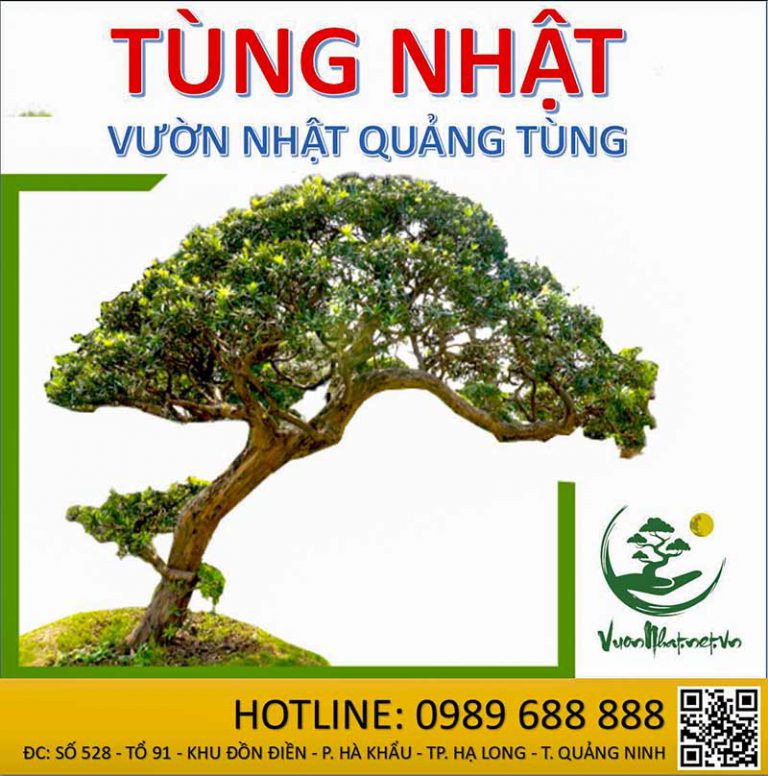 vuon nhat quang tung 3