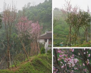 cay hoa anh dao nhat ban tai viet nam