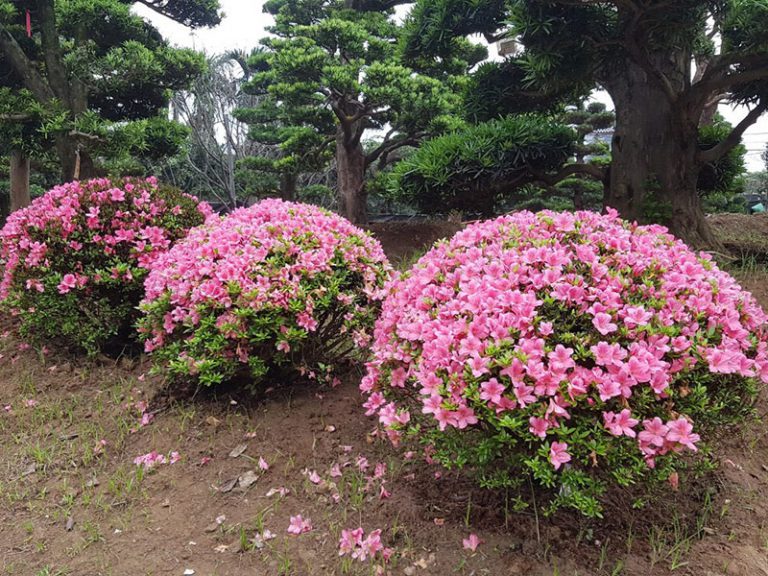 ly do trong cay do quyen khong ra hoa 1