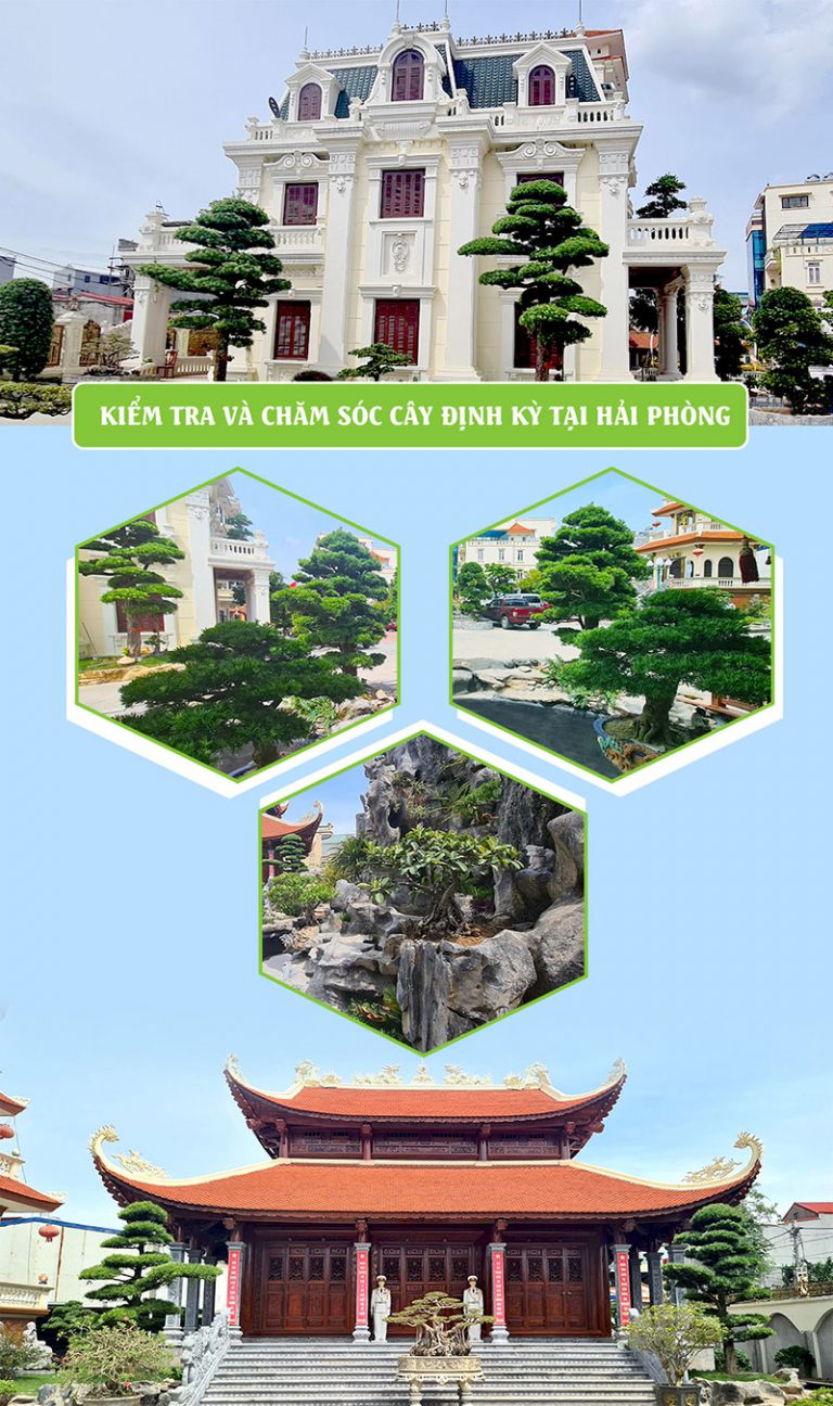 vuon nhat kiem tra va cham soc cay dinh ky tai hai phong 1