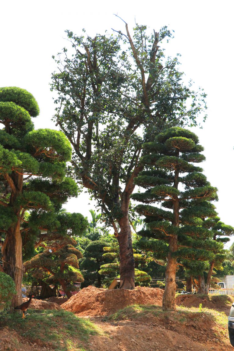 cay tra nhat ban nghin nam tuoi