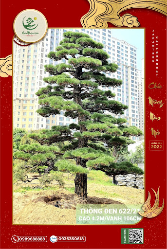Ở Việt Nam, để mua được cây Thông Đen Nhật Bản đẹp thực sự hiếm có khó tìm!