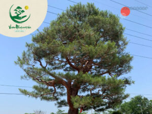 Một số hình ảnh của cây Thông Đen Nhật Bản tại Vườn Nhật