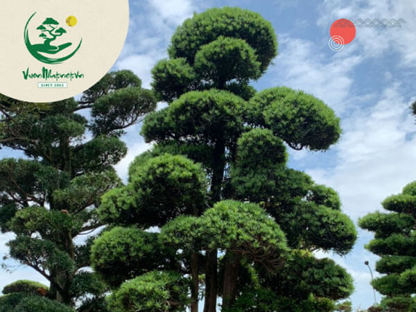 Hình ảnh cây Tùng La Hán Nhật Bản dáng nghiêng tại Vườn Nhật
