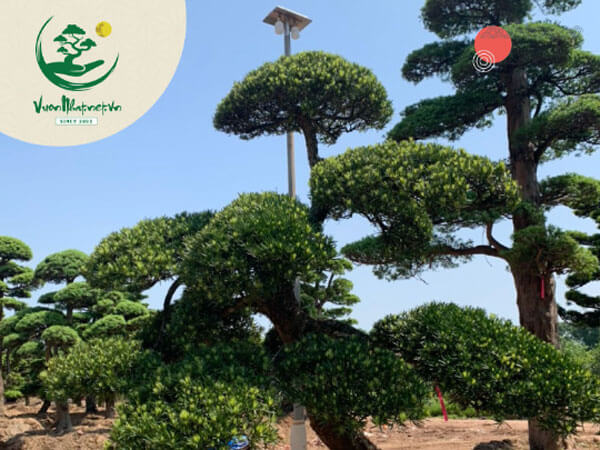 Hình ảnh cây Tùng La Hán Nhật Bản dáng thẳng tại Vườn Nhật