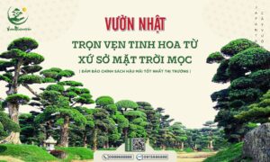 Giá của cây Tùng La Hán cao 1m