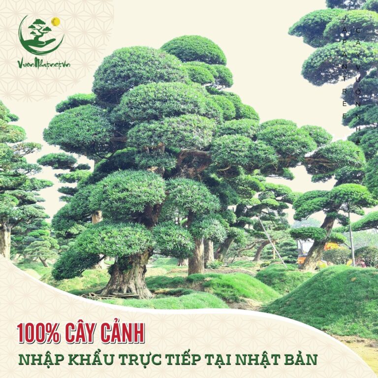 Tungf la hán đặc sắc 2023