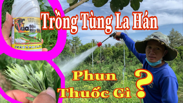 Áp dụng đúng kỹ thuật phun thuốc cho Tùng bị sâu bệnh