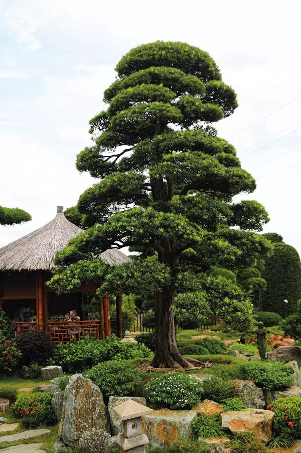 Dáng trực trong nghệ thuật bonsai