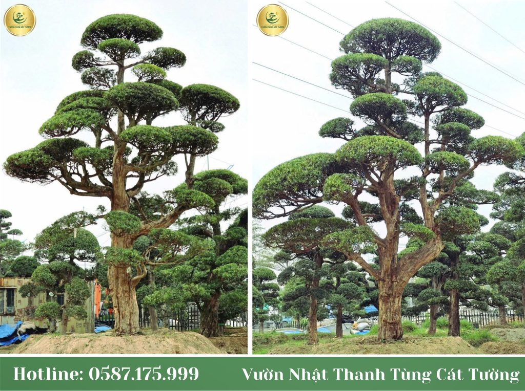 Ý nghĩa của tùng trong tùng cúc trúc mai