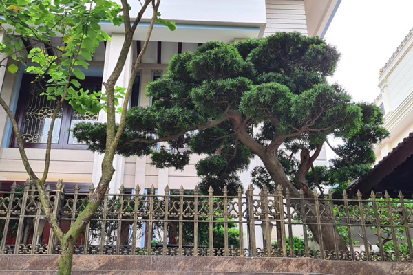 Cách tưới nước tùng la hán đúng kỹ thuật