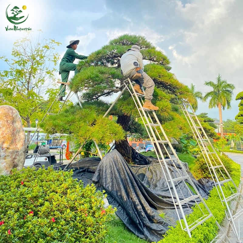 Lý do phải cắt tỉa Tùng La Hán