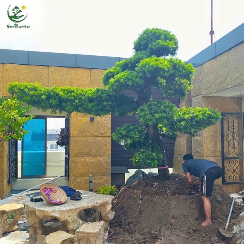 Bón phân đúng cách giúp tùng la hán phục hồi và phát triển mạnh