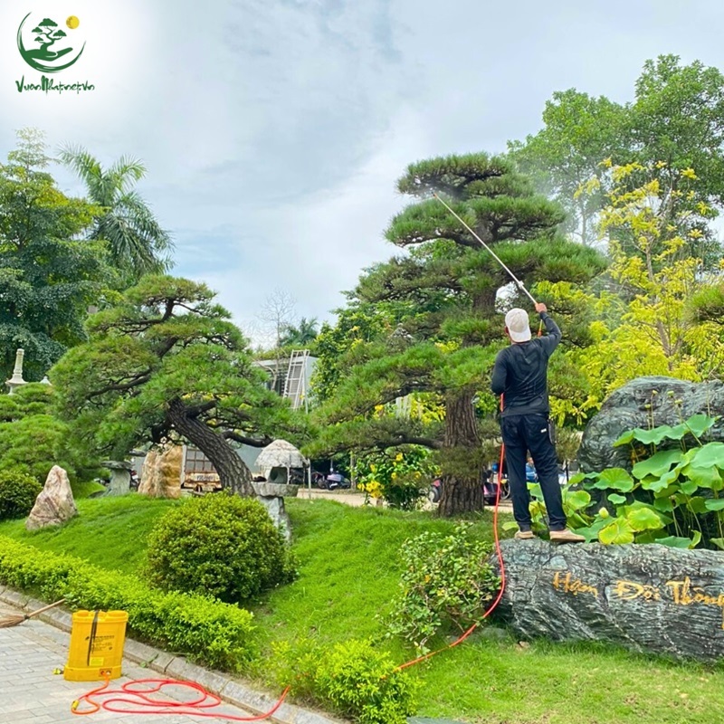 Bón phân đúng cách giúp tùng la hán phục hồi và phát triển mạnh