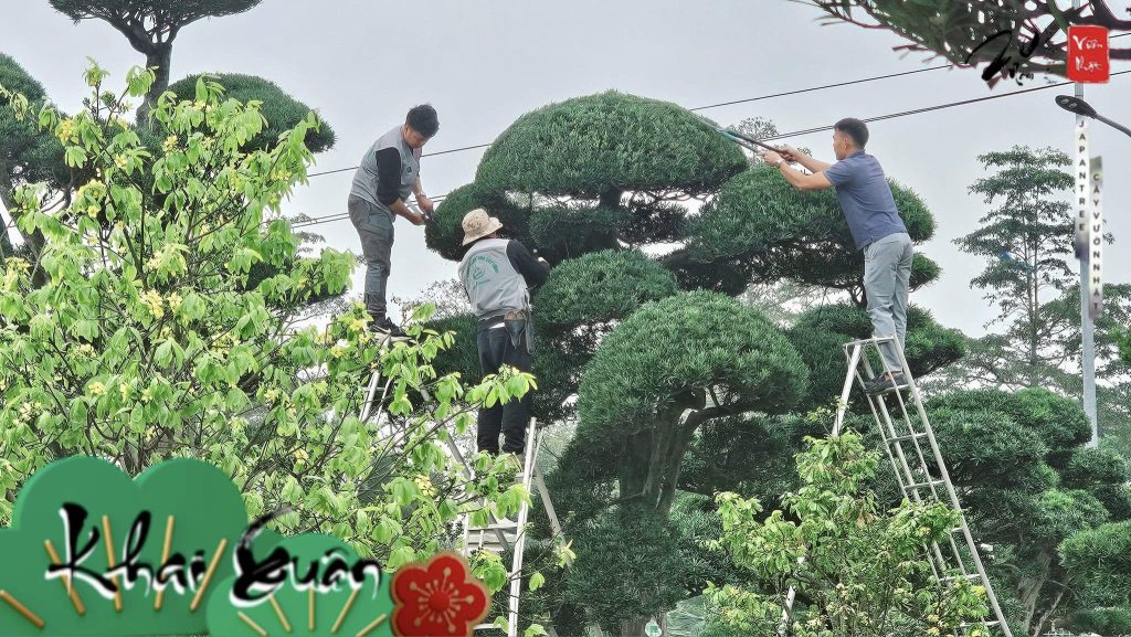 Thời điểm vàng để cắt tỉa Tùng La Hán