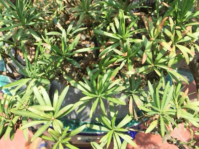 Dấu hiệu nhận biết cây Tùng La Hán cần được cắt tỉa