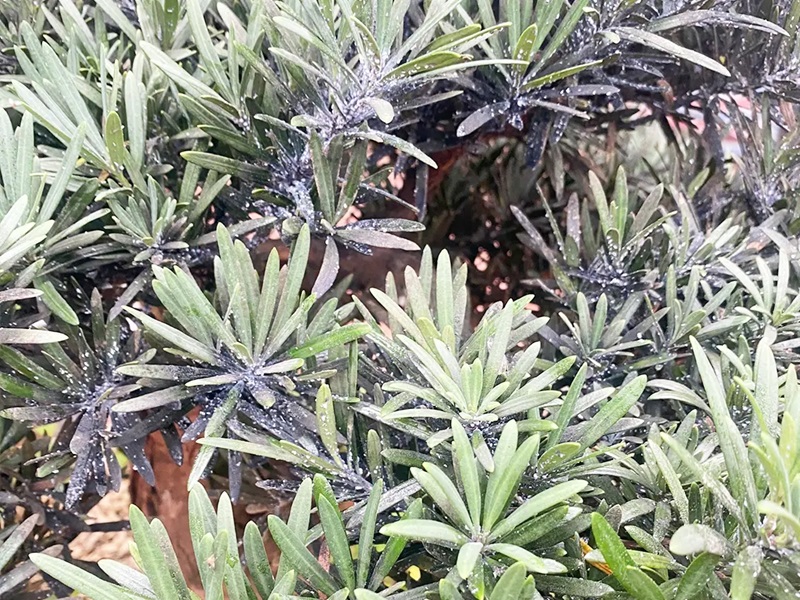 Dấu hiệu nhận biết cây Tùng La Hán cần được cắt tỉa