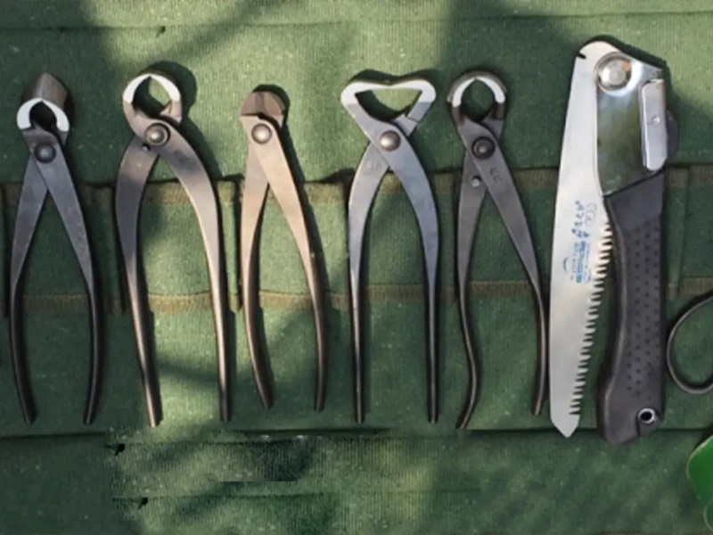 Kỹ Thuật Cắt Tỉa Tùng La Hán Chuẩn Chuyên Gia