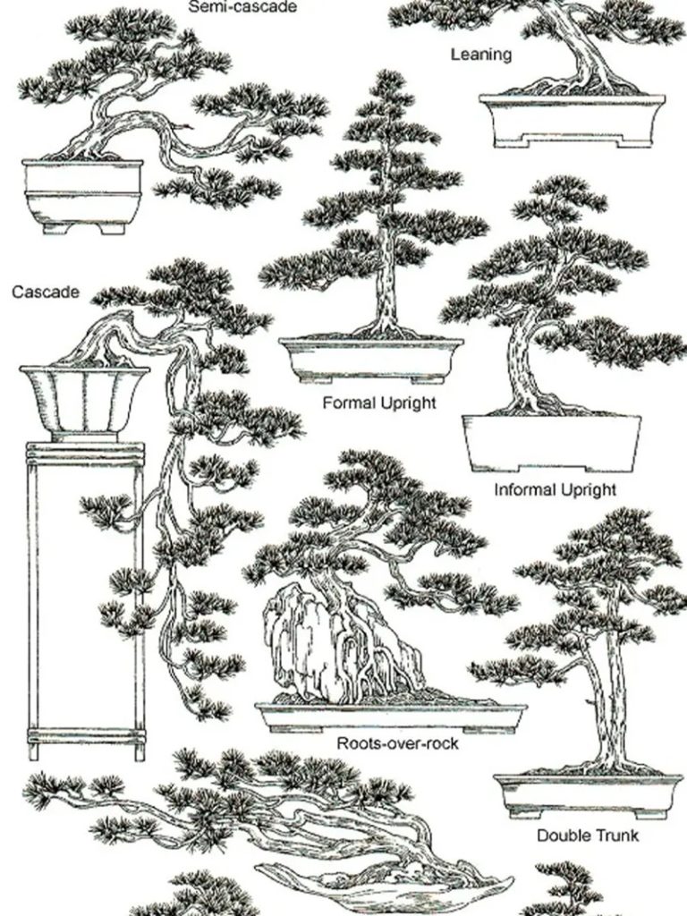 Kỹ Thuật Cắt Tỉa Tùng La Hán Chuẩn Chuyên Gia