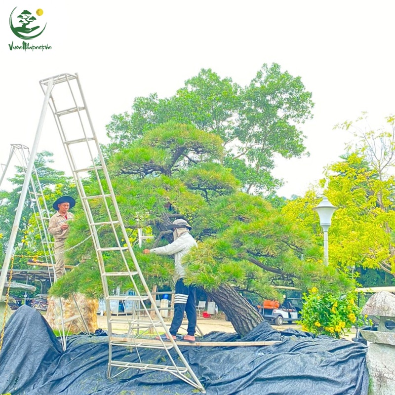 Kỹ Thuật Cắt Tỉa Tùng La Hán Chuẩn Chuyên Gia
