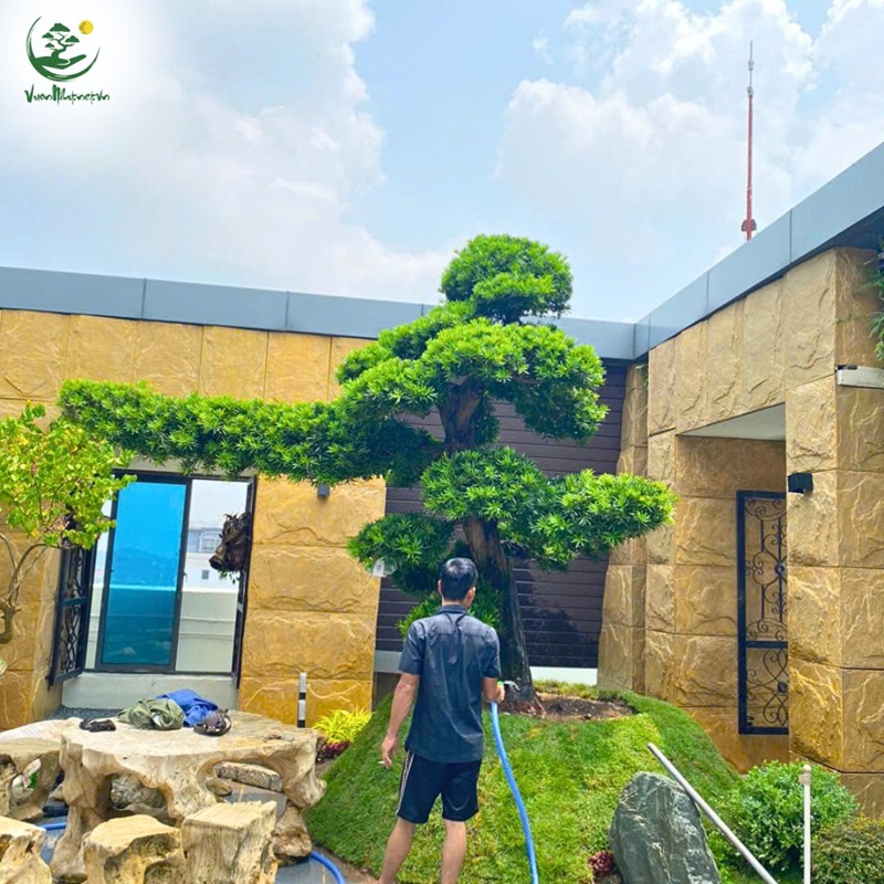 Chăm Sóc Tùng La Hán Sau Khi Cắt Tỉa