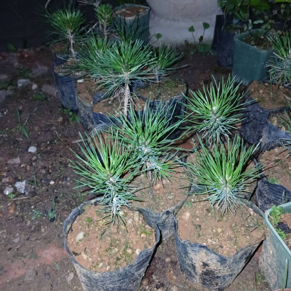 Tiêu chí lựa chọn thông đen giống