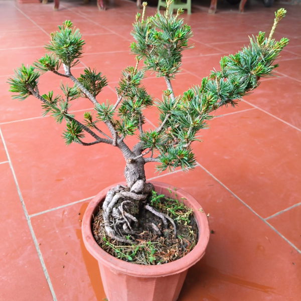 Kỹ thuật trồng và chăm sóc thông đen giống
