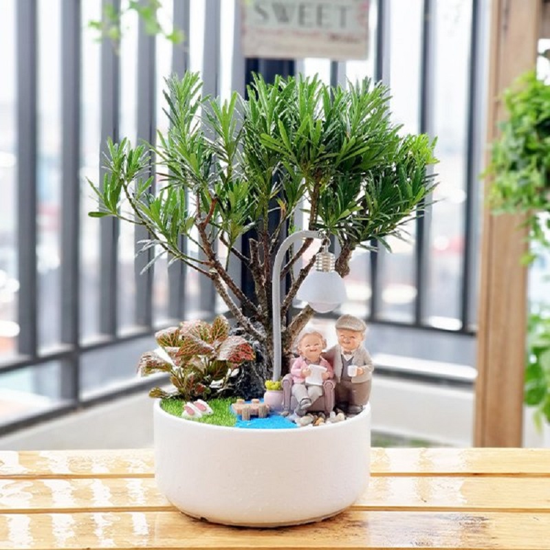 Hướng dẫn cách chăm sóc cây tùng la hán mini