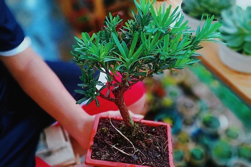 Hướng dẫn cách chăm sóc cây tùng la hán mini