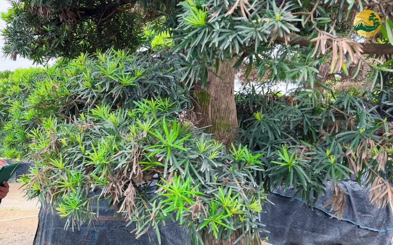 Cây bị sốc do thay chậu hoặc cắt rễ cũng là 1 nguyên nhân dẫn tới bị vàng lá