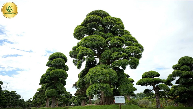 Top 10 Loại Cây Biểu Tượng Cho Người Trụ Cột Trong Gia Đình