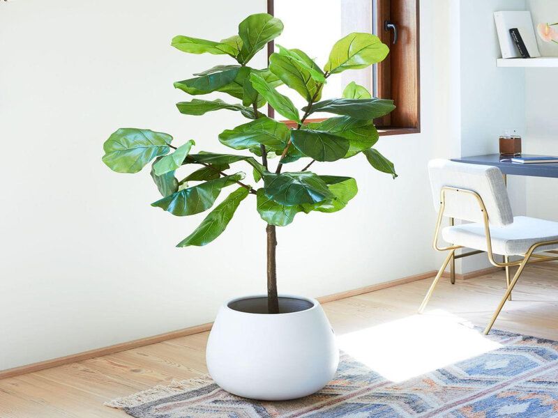 Top 10 Loại Cây Biểu Tượng Cho Người Trụ Cột Trong Gia Đình