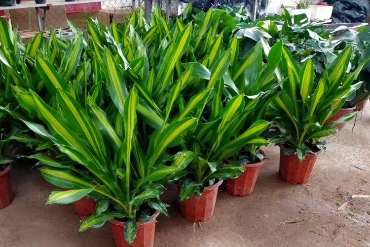 Top 10 Loại Cây Biểu Tượng Cho Người Trụ Cột Trong Gia Đình