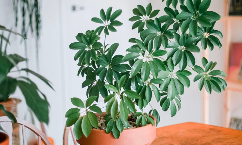 Top 10 Loại Cây Biểu Tượng Cho Người Trụ Cột Trong Gia Đình