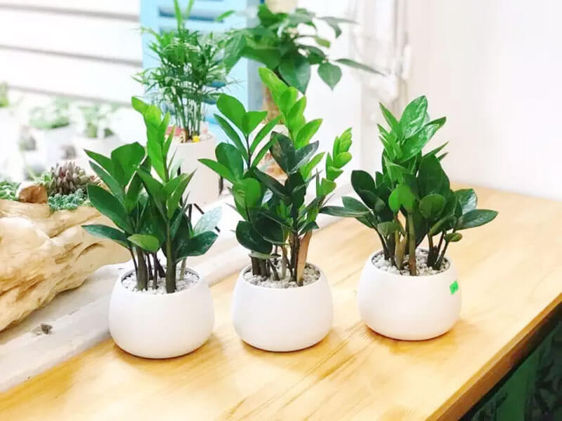 Top 10 Loại Cây Biểu Tượng Cho Người Trụ Cột Trong Gia Đình