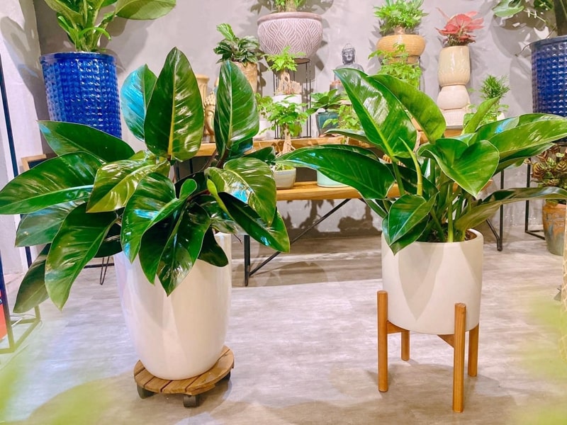 Top 10 Loại Cây Biểu Tượng Cho Người Trụ Cột Trong Gia Đình