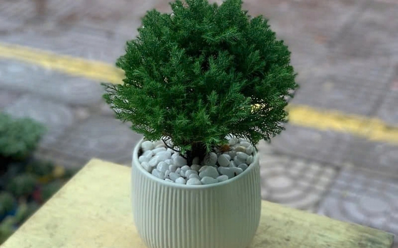 Ý nghĩa phong thủy của cây tùng bồng lai