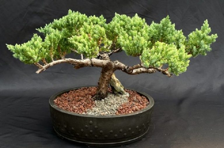 Cây Tùng Bồng Lai: Đặc Điểm, Nguồn Gốc Xuất Xứ & Ý Nghĩa Phong Thuỷ