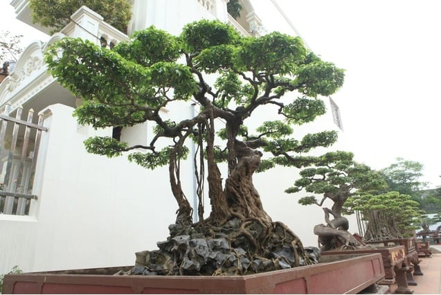 Siêu cây Tùng La Hán "Dáng Long" – Báu vật của ông Phan Văn Toàn 