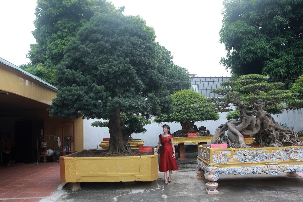 Cặp Tùng La Hán Cổ Thụ – Niềm tự hào của nữ đại gia Ngô Thị Thu
