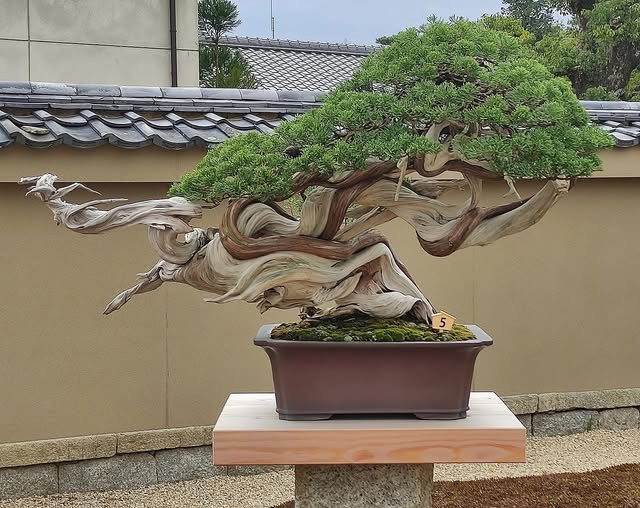 Cây "Rồng Thăng" (The Dragon) – Tuyệt Tác Của Masahiko Kimura