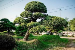 Những cây tùng la hán đẹp nhất thế giới có tiền cũng khó mua