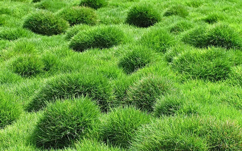 Cỏ nhung nhật là gì?