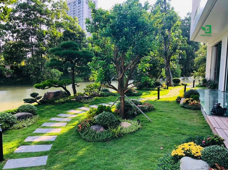 Cách sử dụng cỏ nhung nhật làm tiểu cảnh