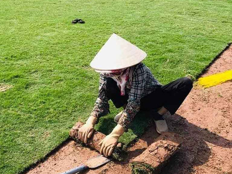 Chăm sóc cỏ nhung nhật như nào